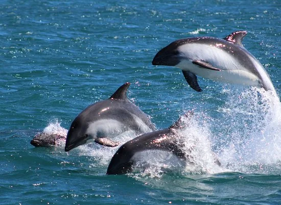 Especies marinas de Chiloé